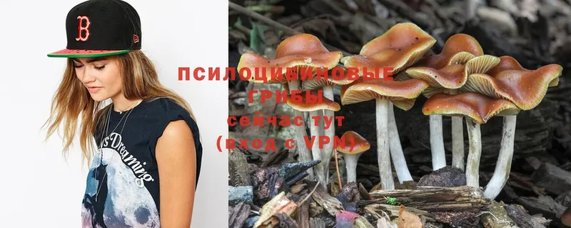 купить наркотики цена  Завитинск  Галлюциногенные грибы Psilocybe 